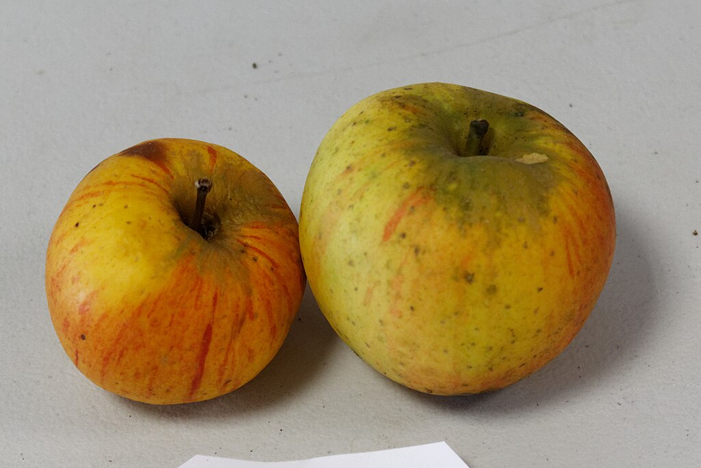 Daniel Villafruela, CC BY-SA 3.0 <https://creativecommons.org/licenses/by-sa/3.0>, via Wikimedia Commons"